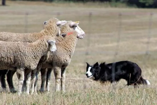 Lessons for transformation in herding sheep