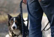 Shepherd and collie; Leader and manager